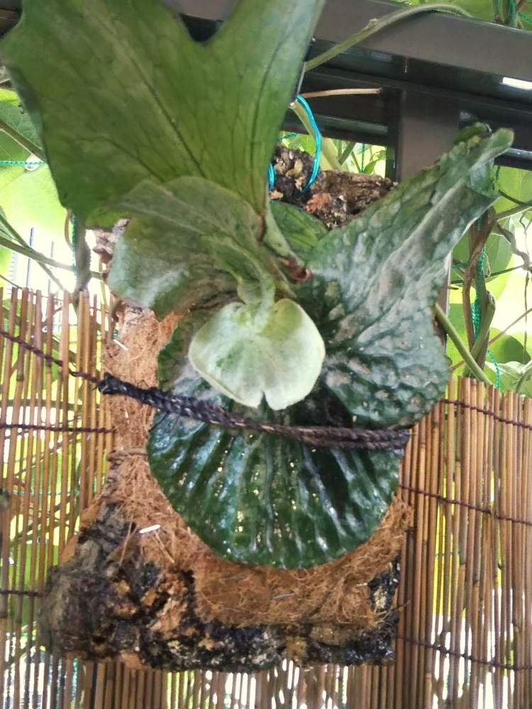 バルコニー/ベランダの画像 by KELO-GUさん | バルコニー/ベランダと着生植物とみどりのある暮らしと観葉植物と植物のある暮らしと植物はインテリアじゃないとGS映えと ビカクシダグランデと植中毒と着生シダとシダはいいぞと珍奇植物とシダ愛好会と植物に男前なんてないとビカクシダ属とコルク着生