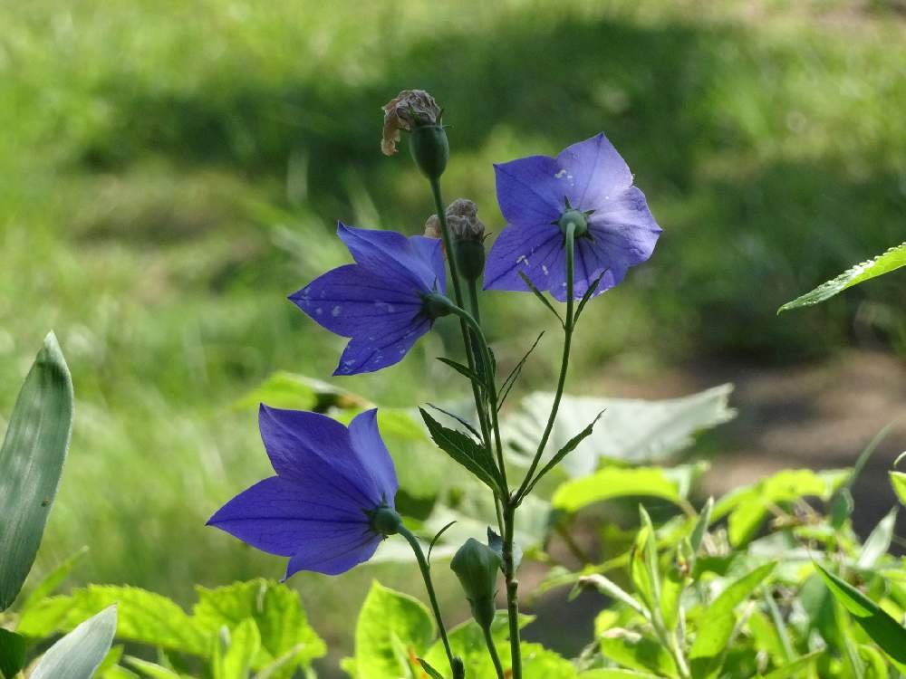 お出かけ先の画像 by trekkさん | お出かけ先と桔梗とキキョウと8月の花と山野草と夏のお花と今日のお花とキキョウ科と多年草
