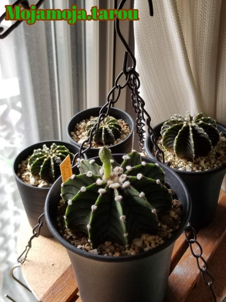 棚の画像 by もじゃもじゃ太郎さん | 棚とLB2178とGymnocalycium friedrichii LB2178と多肉植物とギムノ・牡丹玉とサボテン科とボタニカルライフと池袋西武鶴仙園とギムノカリキウム属と植中毒と多肉植物とサボテンと牡丹玉 LB2178とリビングと珍奇植物と多肉男と花のある暮らしとトゲトゲへのときめきと花芽へのときめき(*゚-゚)とビザールプランツと鶴仙園と植物棚と池袋 鶴仙園