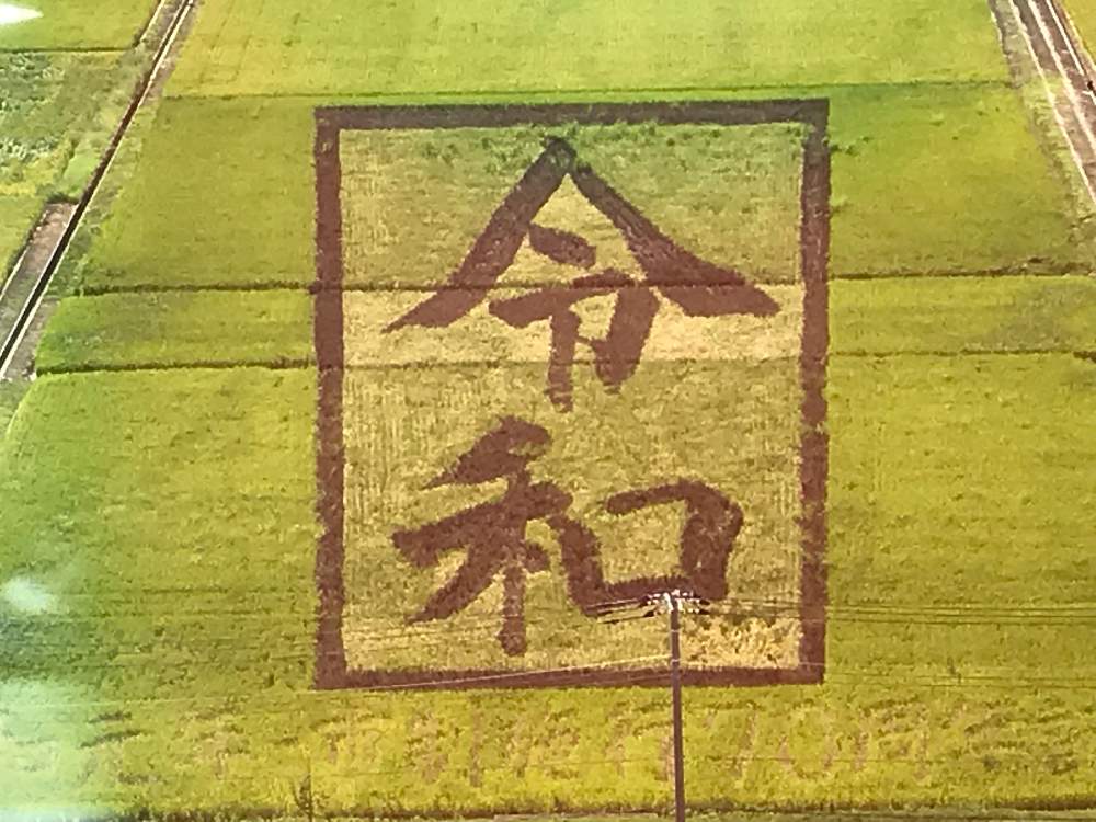 お出かけ先の画像 by ポチさん | お出かけ先といねと☆田んぼアート☆と秋を感じるとGS映えとドライブと花のある暮らしとはじめてとグリーンとiPhone撮影