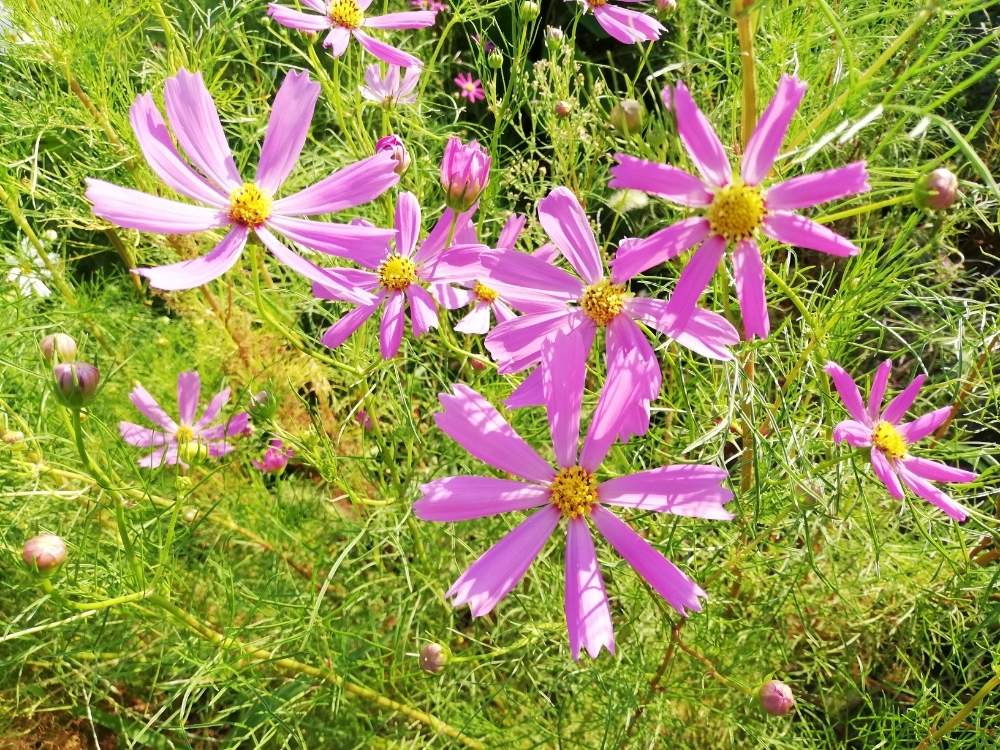 お出かけ先の画像 by エミコさん | お出かけ先と癒やされるとスマホ撮影とピンクの花と美しいと綺麗ときれいな色と花のある暮らしとかわいいとお花と晴れと楽しみ〜とお花好きと花は癒やし♡