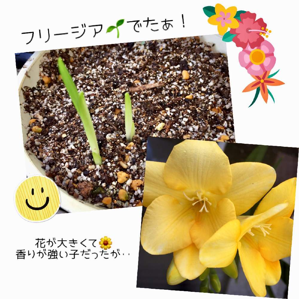 バルコニー/ベランダの画像 by ごほうび♪さん | バルコニー/ベランダとフリージアと新しい葉っぱと ̄ー ̄)ニヤリと頑張ったよ!とドキドキ❤️と花のある暮らしとワクワク♡