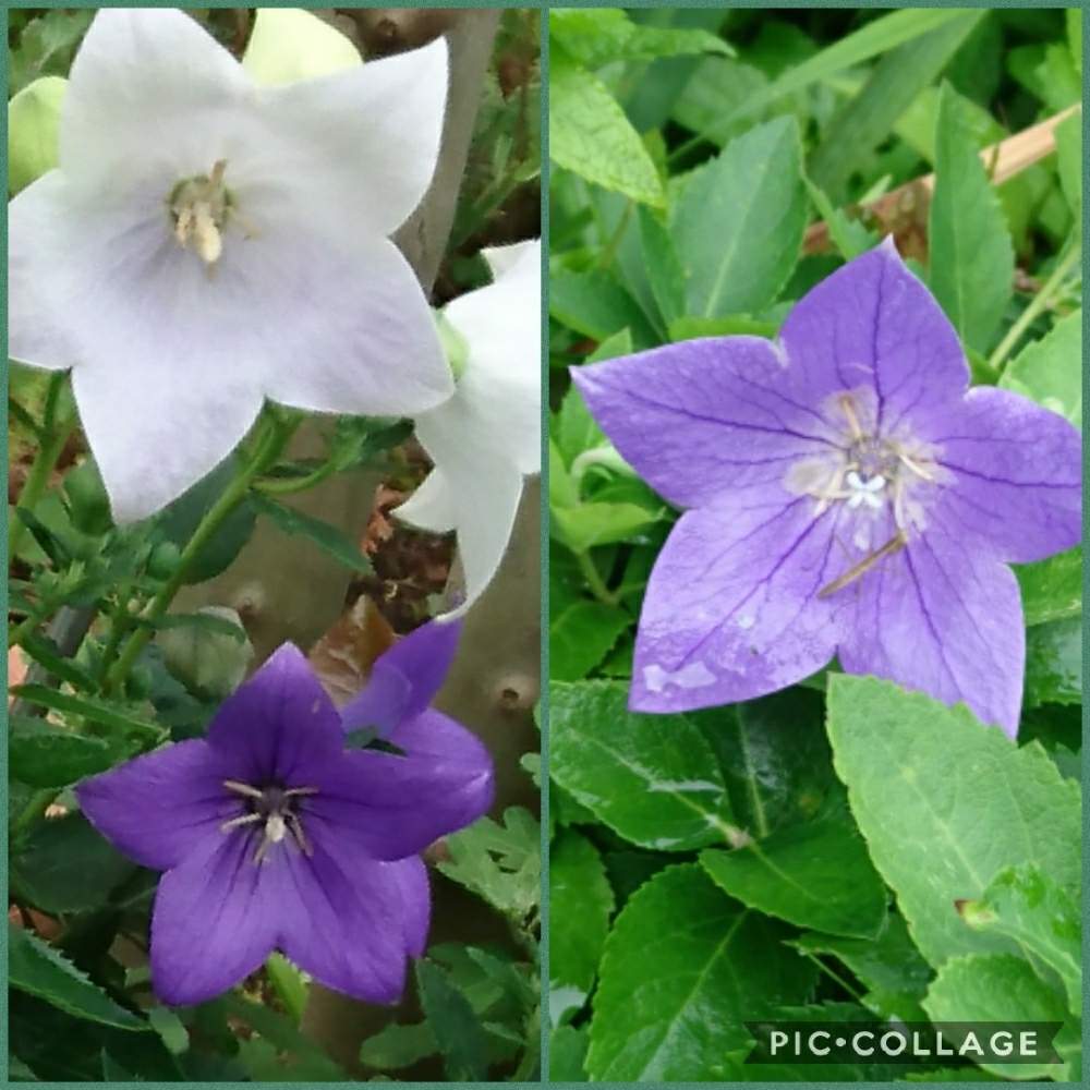 の画像 by トリトンさん | キキョウと桔梗とキュンキュン乙女倶楽部と薄紫色の花とありがとう♡とかわいい♡とおかえり、ひまさんといやされる♡と紫色の花とGS映えとGS日和とキュンキュン乙女倶楽部No.183と神奈川県と青い花マニアと白い花