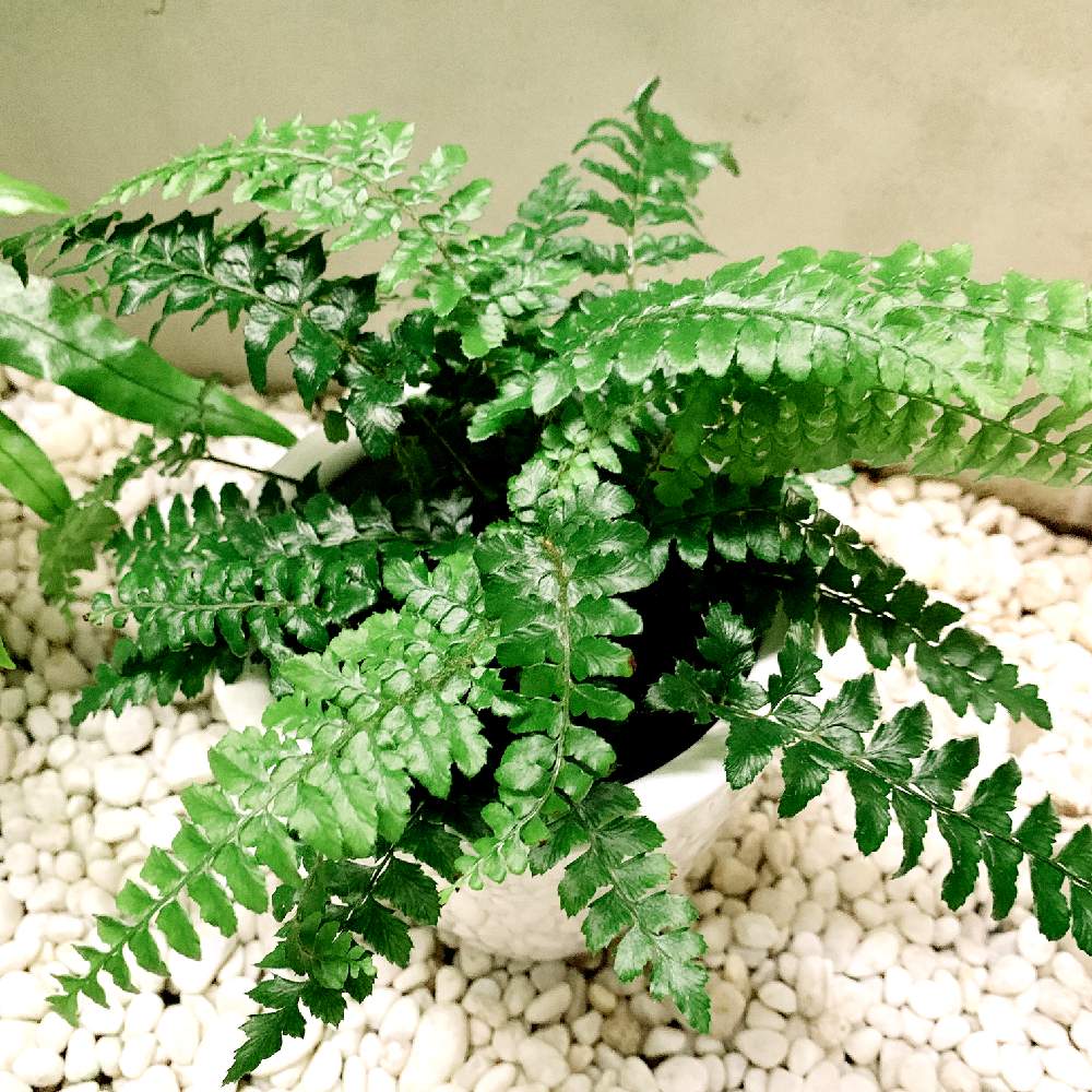 小さな庭の画像 by ぴーこさん | 小さな庭と観葉植物とグリーン!グリーン!グリーン!とグリーンが好き♡とシェードガーデンとガーデンファームと濃い緑とシダ植物と緑たくさんとポリスティカム ポリブレファラム