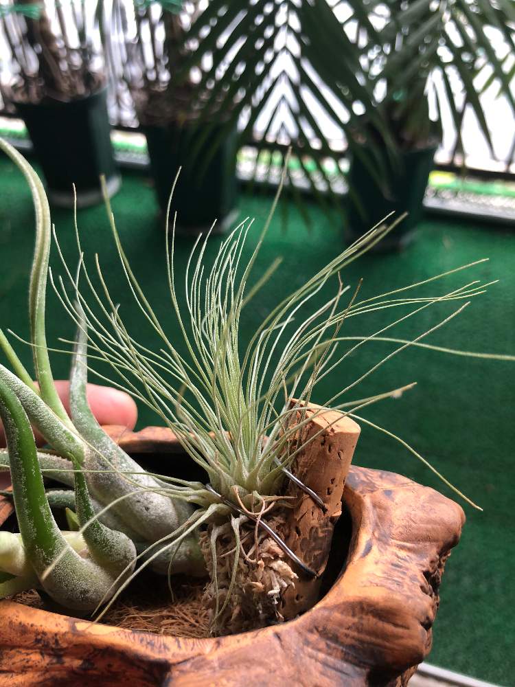 バルコニー/ベランダの画像 by bukkieさん | バルコニー/ベランダとチランジア・フクシーと着生植物と観葉植物とボタニカルライフと植物男子と緑のある暮らしとガーデニングと花のある暮らしとエアプランツ