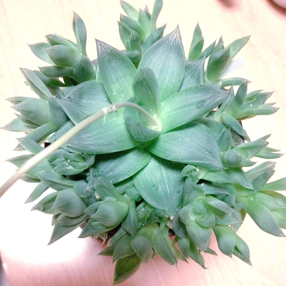 窓辺の画像 by ひーさん | 窓辺とハオルチアとハオルチア 宝草と多肉植物と株分けとわが家の多肉スペースとGS映えとGS日和と植中毒と今日の一枚と多肉女子とタニラーと成長記録とナチュラルスタイルと暴れ多肉