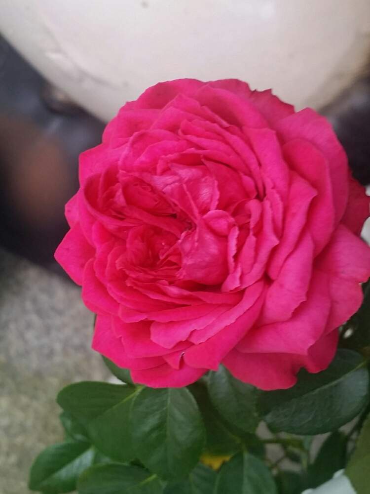 の画像 by 星白さん | ルージュピエールドゥロンサールと薔薇♪とばら バラ 薔薇