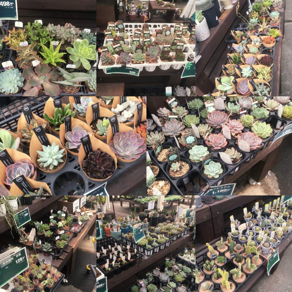 お出かけ先の画像 by ポラリスさん | お出かけ先と多肉植物と多肉女子とタニク初心者