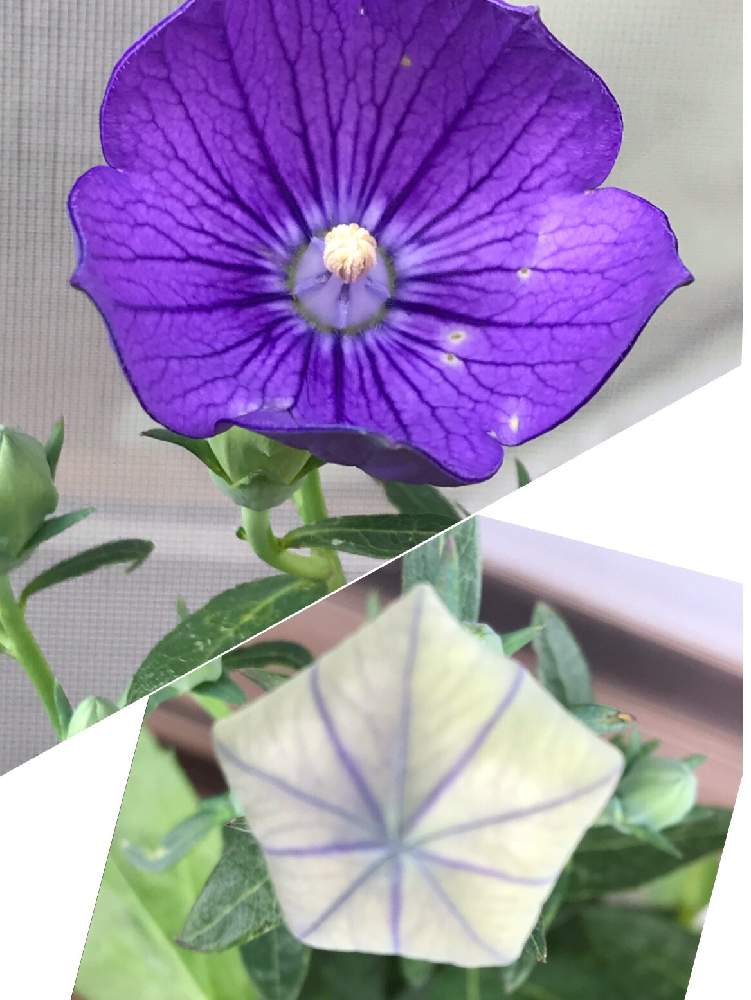 バルコニー/ベランダの画像 by 杏仁さん | バルコニー/ベランダとキキョウとかわいいな♡と桔梗の花と今日のお花
