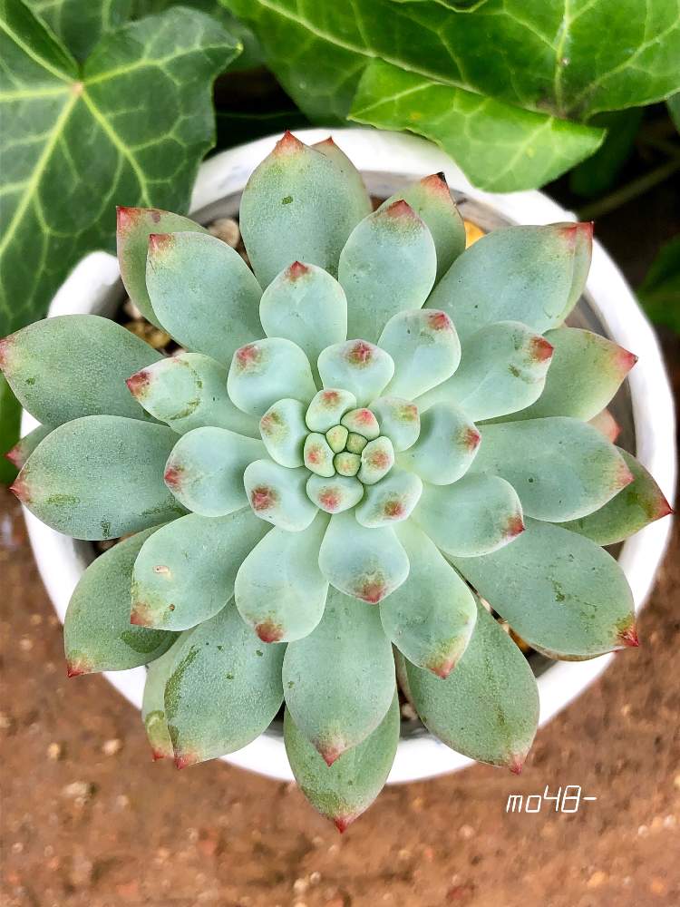 小さな庭の画像 by モンステらーさん | 小さな庭とブルーアップルと多肉植物と植物のある暮らしとガーデニング雑貨とエケベリア属とガーデニングと花のある暮らしと多肉初心者