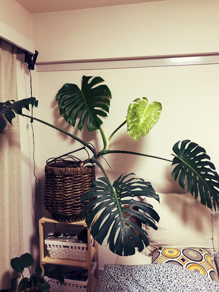 寝室の画像 by ドレミさん | 寝室とモンステラ デリシオーサとモンステラ属と植中毒と花のある暮らしと熱帯植物とモンステラデリシオーサと球根植物