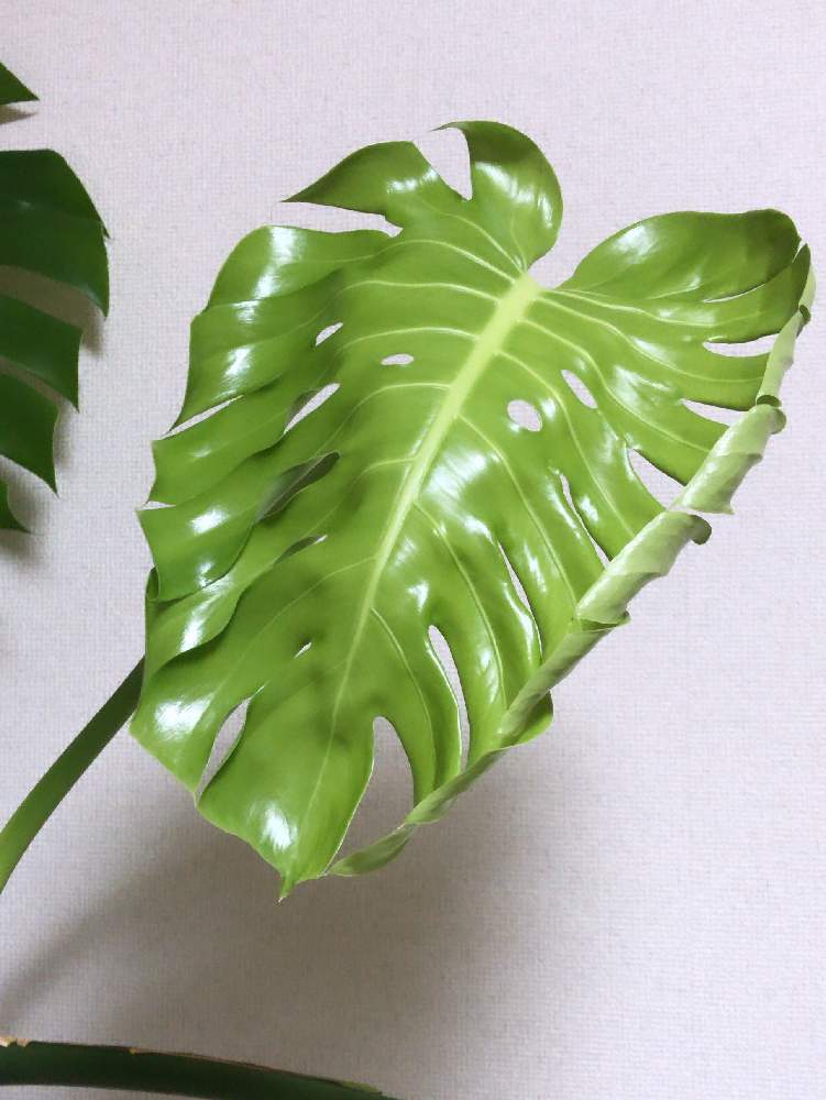 寝室の画像 by ドレミさん | 寝室とモンステラ デリシオーサとモンステラ属と観葉植物と植中毒と花のある暮らしと熱帯植物とモンステラデリシオーサ