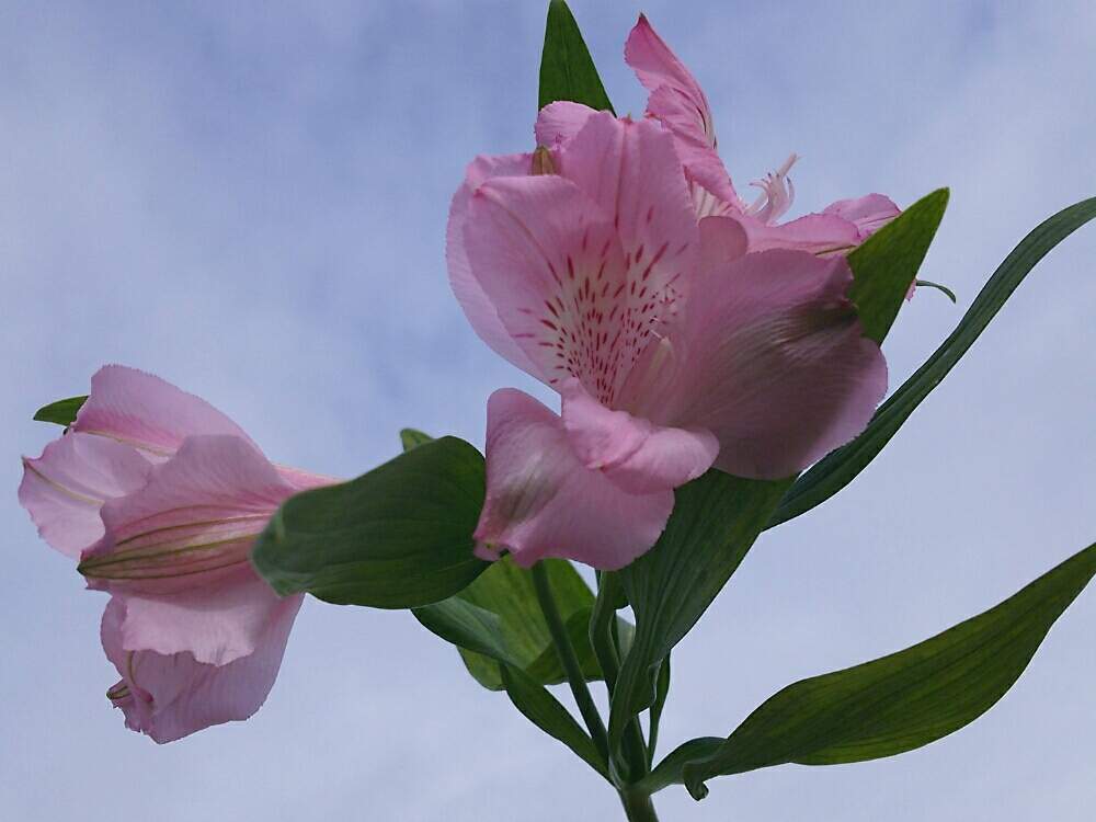 広い庭の画像 by 夢13さん | 広い庭とアリストロメリアとピンクの花とプランターと大宮とアリストロメリア。と市場と鉢植えとガーデニングと花のある暮らしとお花屋さんと切り花