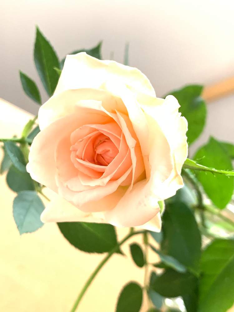 の画像 by mossさん | ヨハンシュトラウスとバラ・ミニバラとばら バラ 薔薇