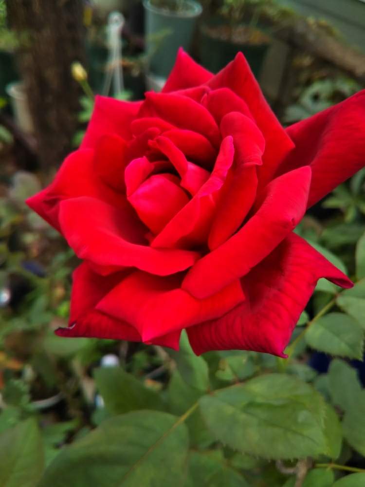 小さな庭の画像 by Chieko☆さん | 小さな庭と赤い薔薇。と殆ど病気薔薇吉と大好きと素敵な色と素敵な香りと綺麗な色♡と花のある暮らしと綺麗な色と薔薇のある人生