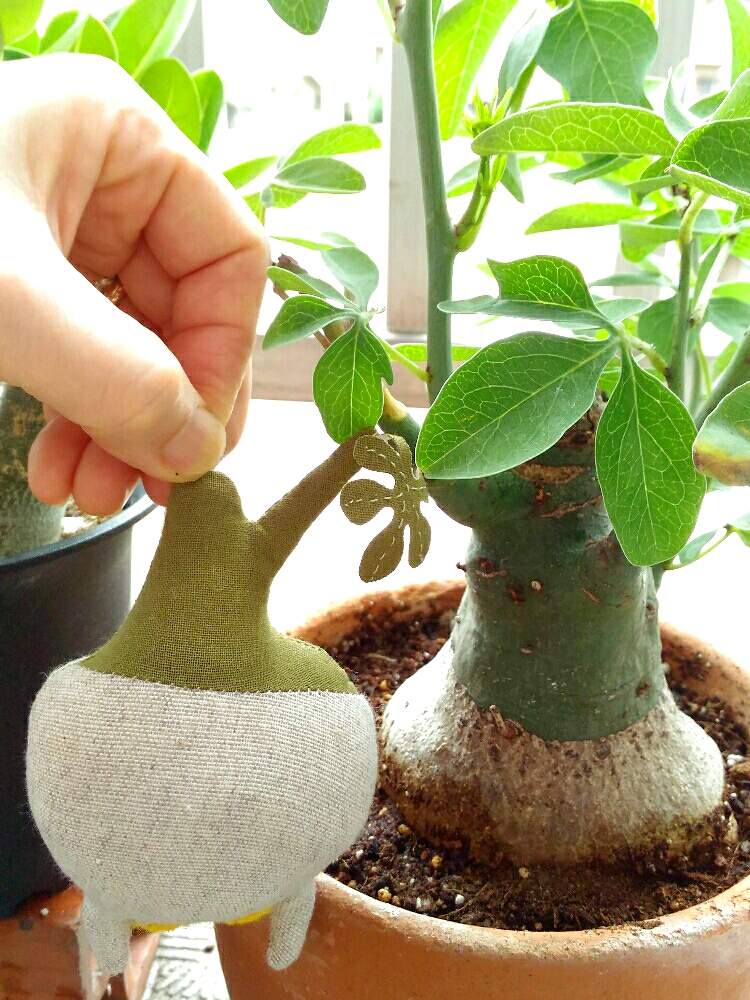 バルコニー/ベランダの画像 by poporopoooさん | バルコニー/ベランダとHi !!と多肉植物と観葉植物と植物のある暮らしとボタニカルライフと塊根植物のある暮らしと塊根とアデニア属グラウカと塊根女子とぬいぐるみとGS映えとコーデックスとCaudexと緑のある暮らしと多肉女子と多肉植物とサボテンと塊根植物と多肉とフィギュアとアデニア属とインテリアグリーン