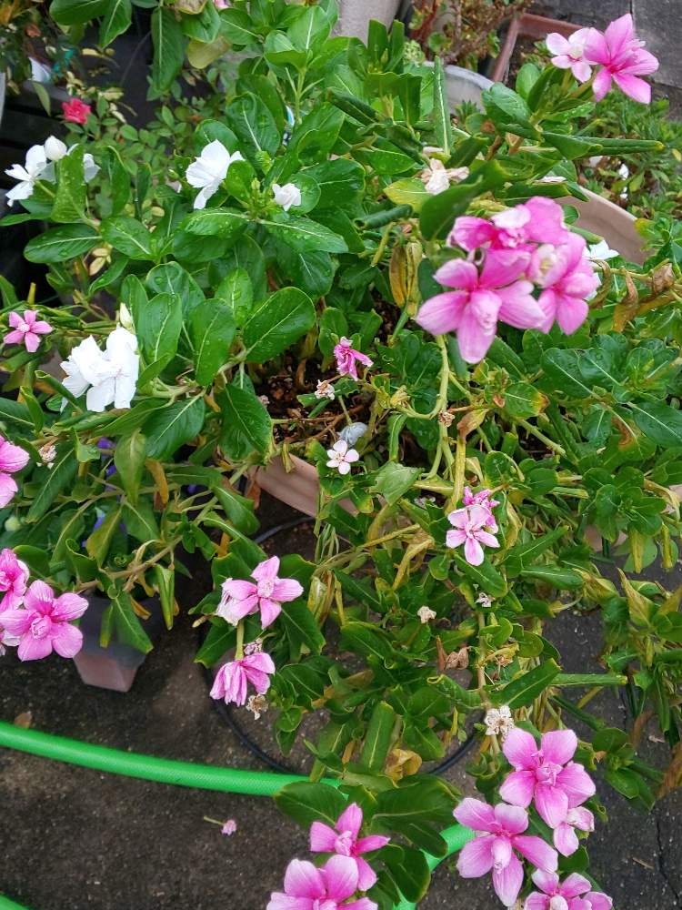 お出かけ先の画像 by アスカ瑞穂さん | お出かけ先と八重咲きビンカ爽涼と白い花とピンクの花と花のある暮らしとお花咲く喫茶店
