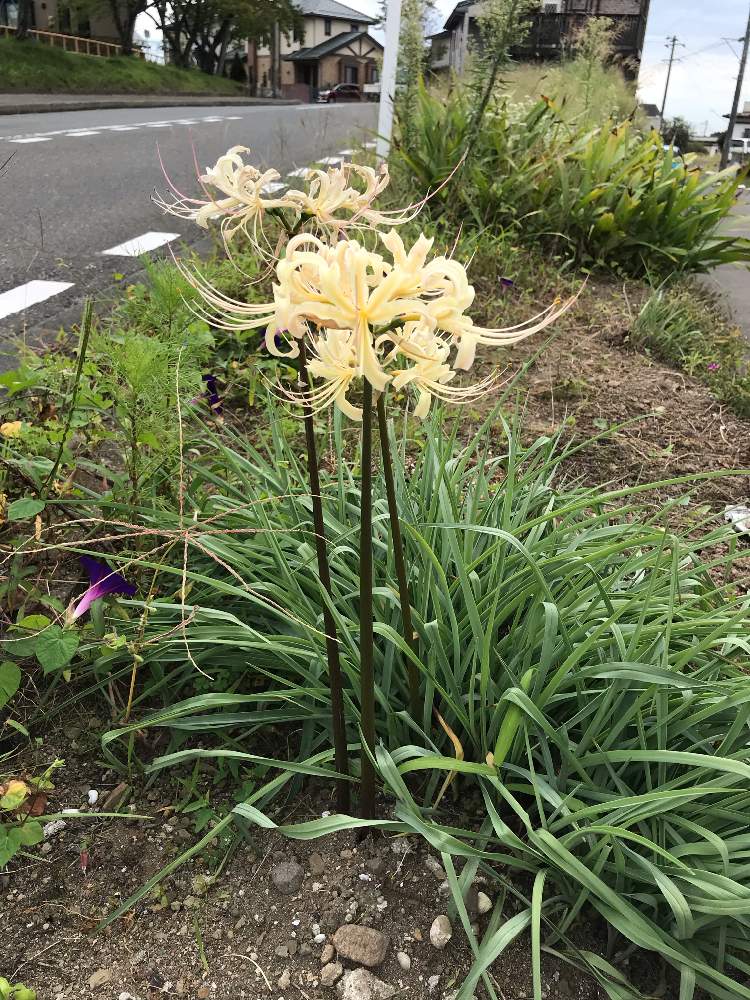 お出かけ先の画像 by アポロさん | お出かけ先とヒガンバナと散歩道と道端と花のある暮らしとささやかな幸せ