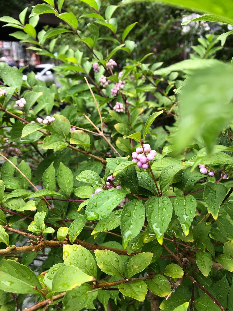 お出かけ先の画像 by 柚子さん | お出かけ先とムラサキシキブと雨で元気と実がなっちゃいました