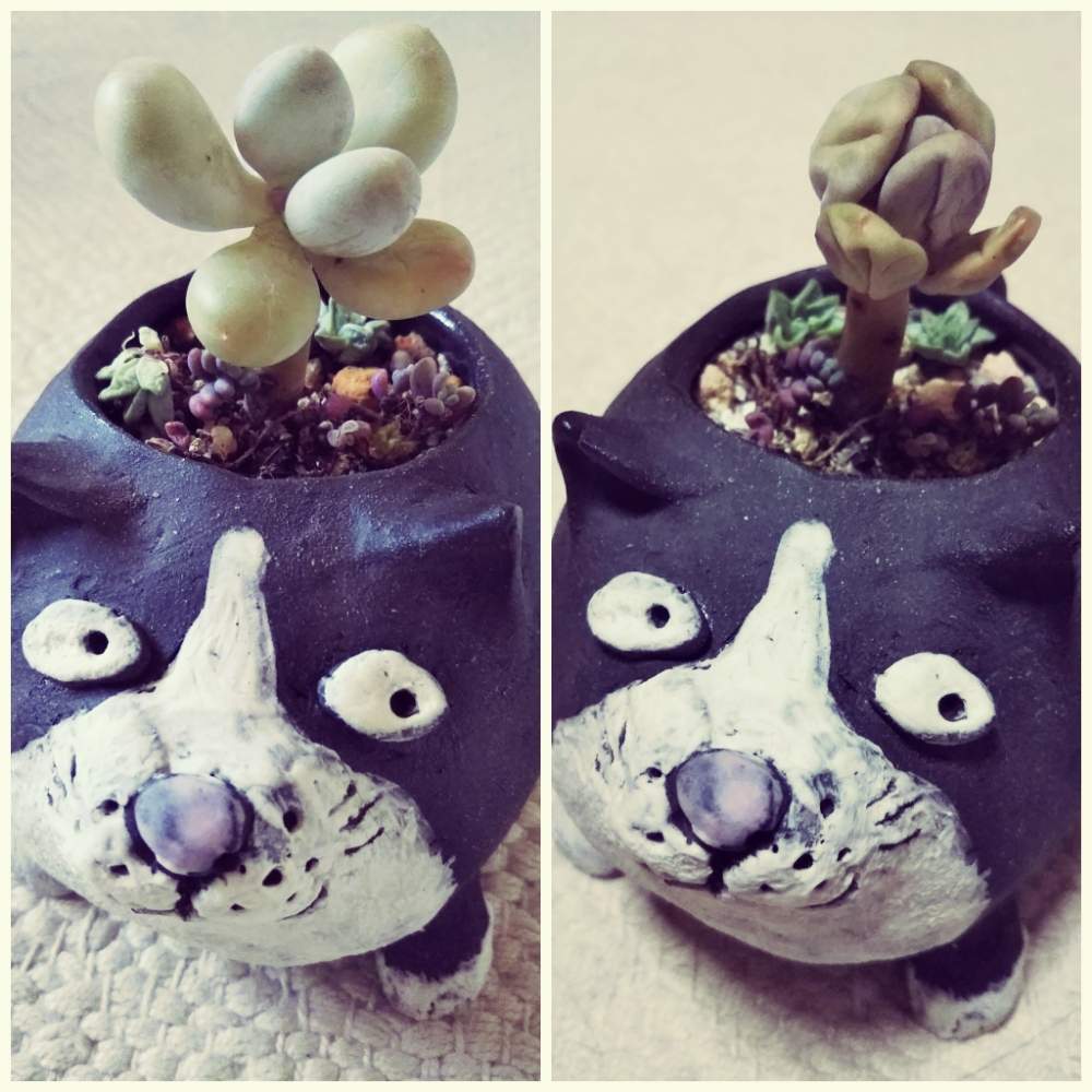 部屋の画像 by しのんさん | 部屋と多肉植物とHTCとうれしい♡とHTC No.16とかわいい♡とひゃっほ~!と腰水やってみた!とねね鉢