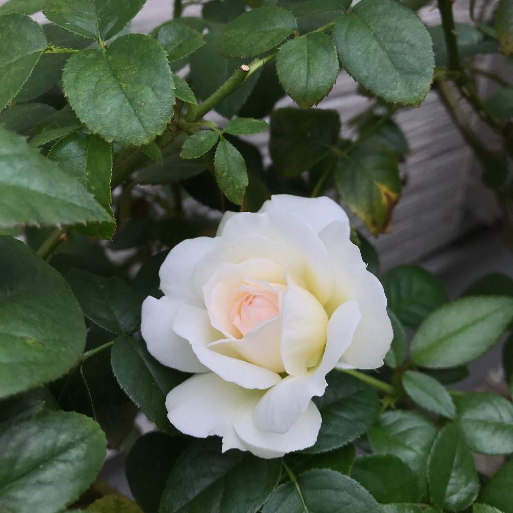 小さな庭の画像 by つるばらさん | 小さな庭とわたしのボレロと薔薇愛同盟と秋の訪れとお気に入りとマイガーデンとGS映えとバラの鉢植えと鉢でバラを育てると鉢植えと今朝の庭。と薔薇と暮らす毎日と薔薇のテラスとバラが好きと花のある暮らしとバラに囲まれてとばら 薔薇 バラとロザリアン