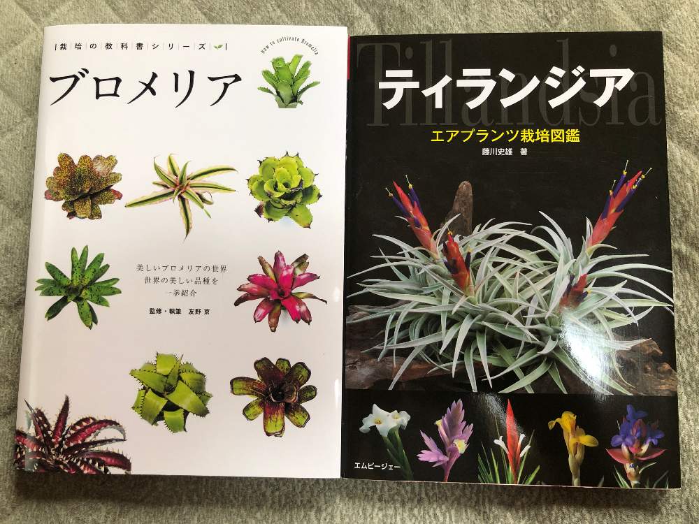 部屋の画像 by bukkieさん | 部屋と着生植物と観葉植物とボタニカルライフと植物男子とブロメリアと緑のある暮らしとタンクブロメリア