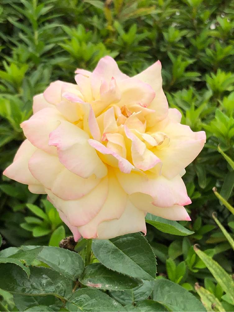 お出かけ先の画像 by HEATHさん | お出かけ先と薔薇とレモンイエローとバラ科とピンクのふちどりと地植えと良い香り