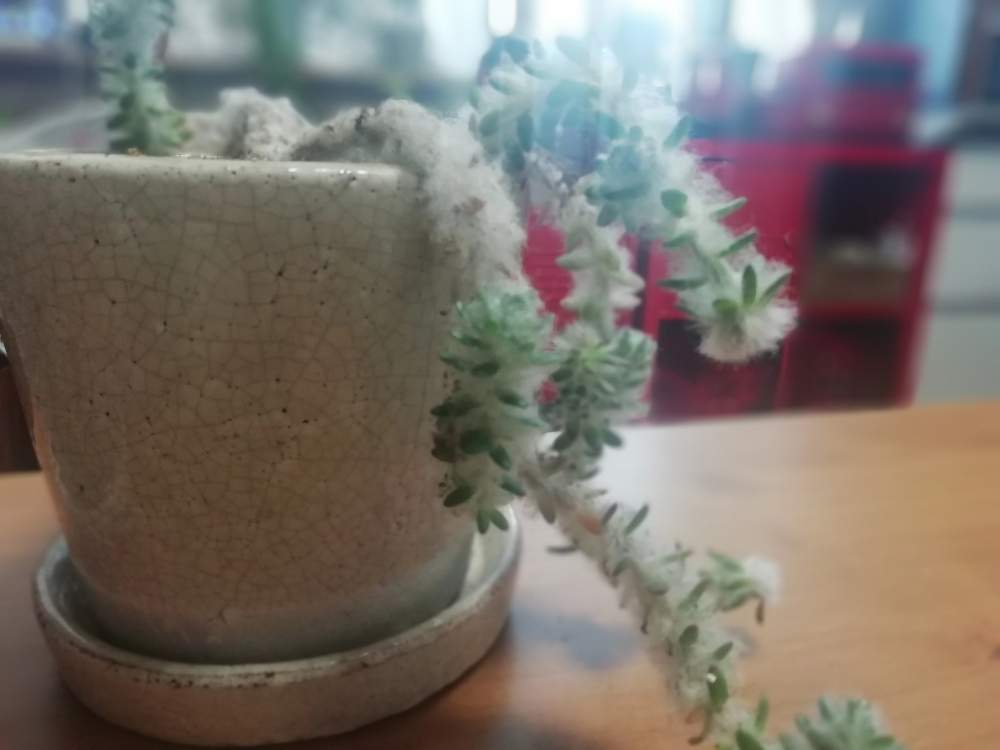 部屋の画像 by mikity.comさん | 部屋と観葉植物とワクワクと癒しと窓際緑化とno green no lifeと植中毒とたまらん♡とジャングル化計画と観葉植物がスキといやされるとポーチュラカ☆