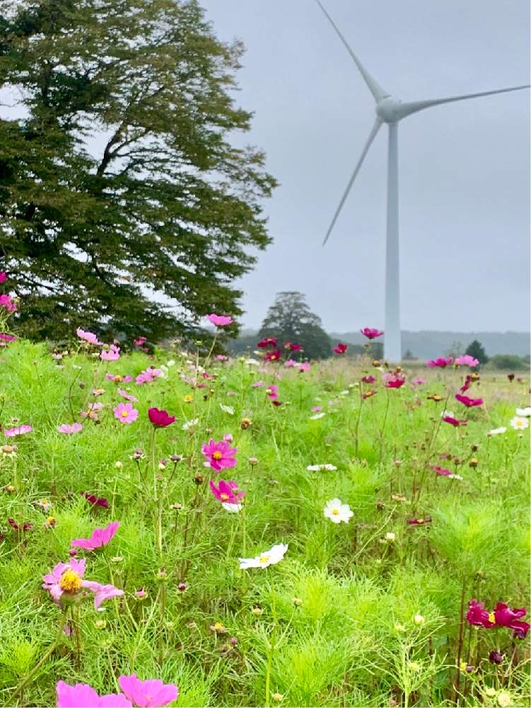 の画像 by もりもりさん | コスモスと福島県と祈りを込めてと秋を彩るコスモスフォトコンといつも元気と花のある暮らしと癒される❣️と心穏やかに♡と布引 風の高原