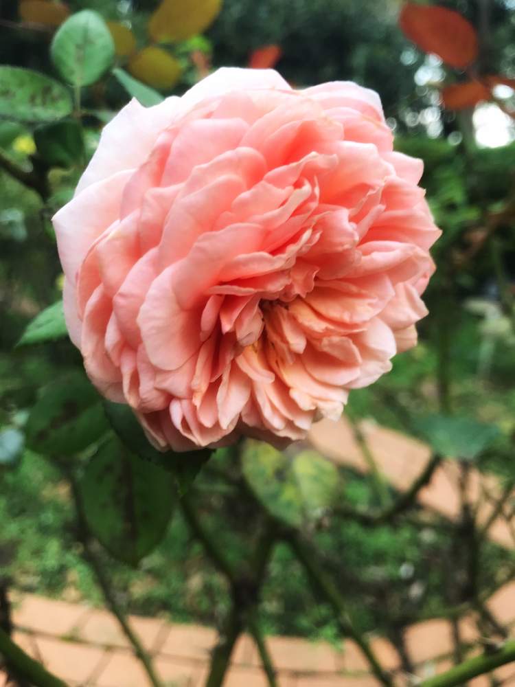 お出かけ先の画像 by MIさん | お出かけ先とバラと薔薇愛同盟