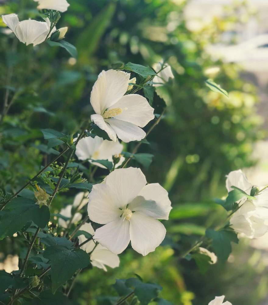 アプローチの画像 by Kay_Tmgsk(K's Farm)さん | アプローチと木槿(ムクゲ)と今日の一枚と晩夏とKay's gardenと花のある暮らしと白い花と乙訓