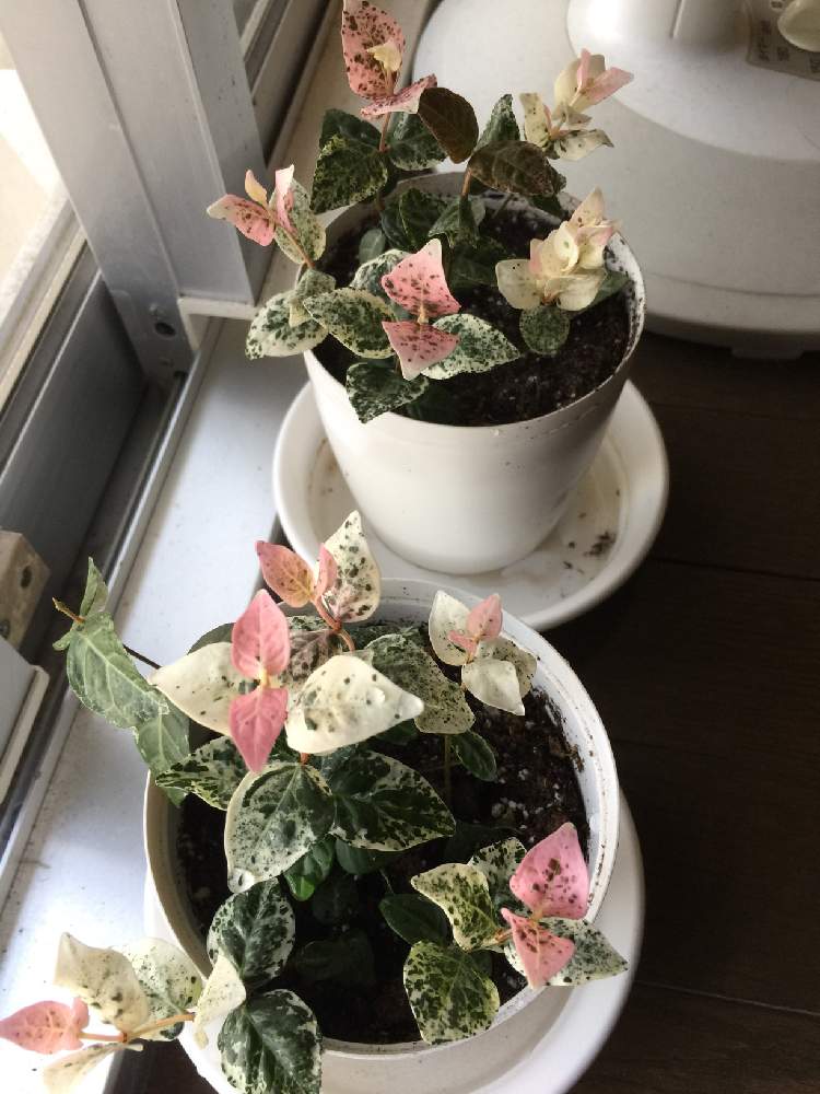 窓辺の画像 by 京都みやんさん | 窓辺とハツユキカズラと観葉植物とGS日和と今日の一枚と写真加工なしとジャングル化計画と成長記録とナチュラルスタイルとインテリアグリーン