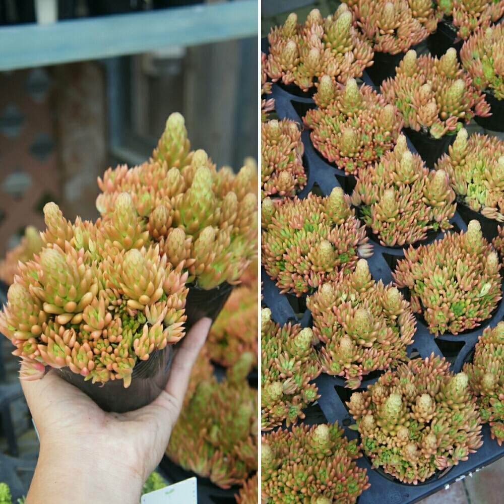 バルコニー/ベランダの画像 by 花安さん | バルコニー/ベランダと多肉植物と鹿児島多肉と鹿児島多肉販売と花安と入荷情報と入荷と多肉植物工房 花安と多肉のある暮らしと多肉植物販売と多肉入荷と鹿児島と多肉植物工房と多肉狩りと多肉植物入荷