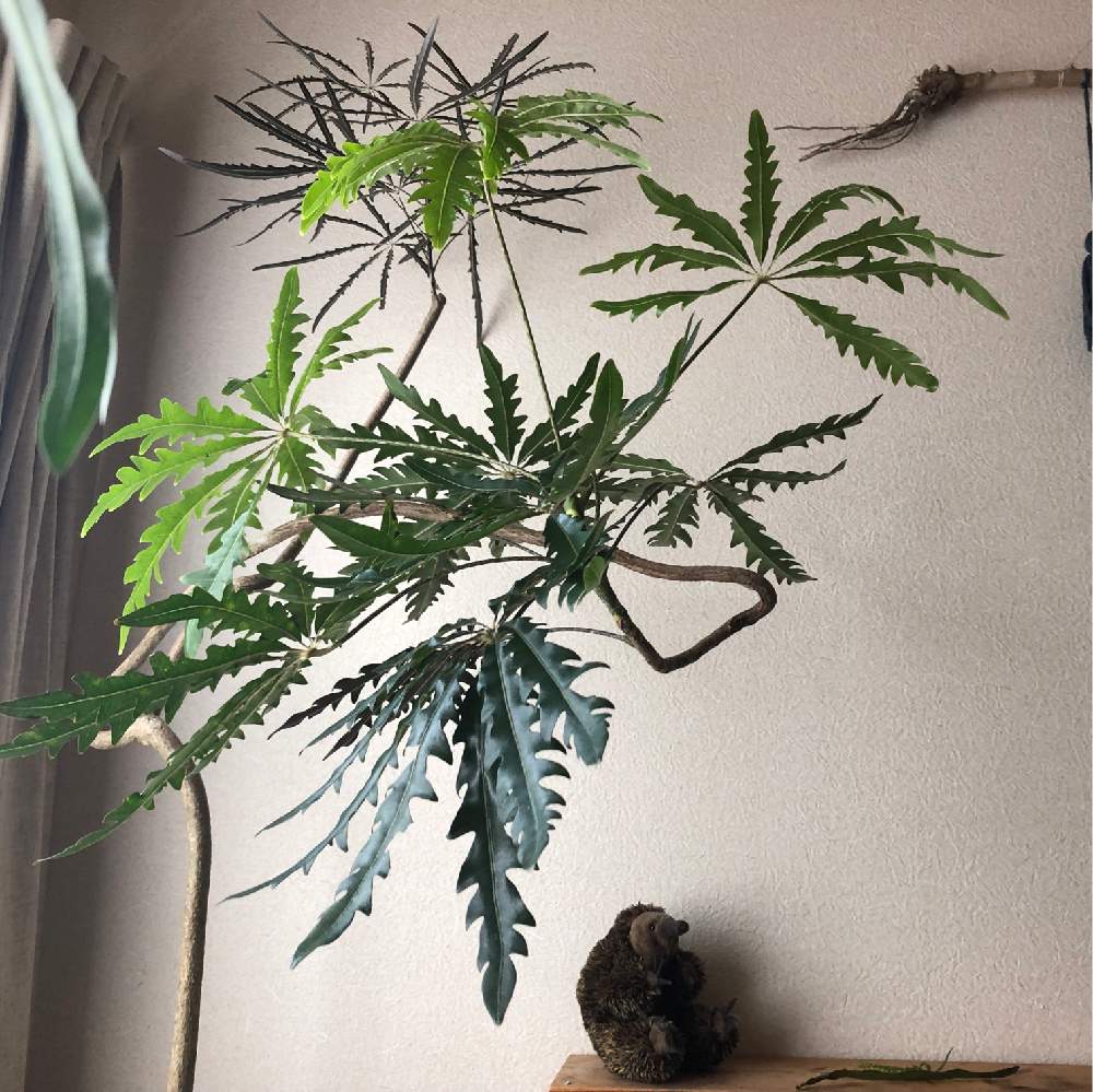 寝室の画像 by 麻さん | 寝室とアラレアとかものはしくんと観葉植物とno green no lifeと緑のある暮らしとボタニカルな休日