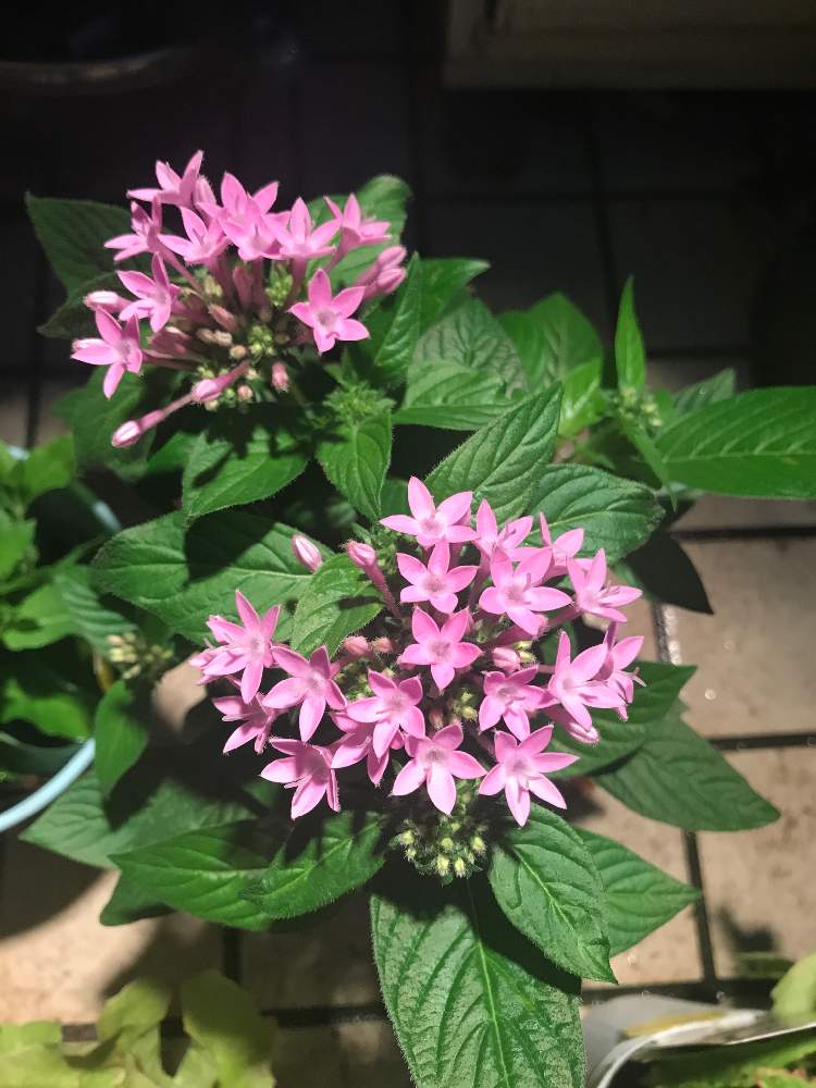 小さな庭の画像 by ヨッピーさん | 小さな庭とペンタスと夜の植物とペンタスの花と花のある風景と9月の庭と9月の花と花のある暮らし