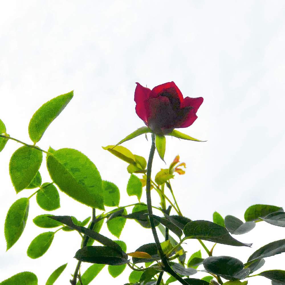 バルコニー/ベランダの画像 by テレサさん | バルコニー/ベランダと薔薇♪と花のある暮らしとバルコニストとバーガンディ・アイスバーグ