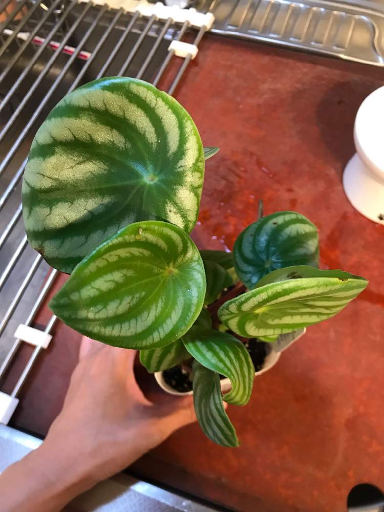 キッチンの画像 by しおんさん | キッチンとペペロミアとスイカぺぺと観葉植物とお買い物とホームセンター