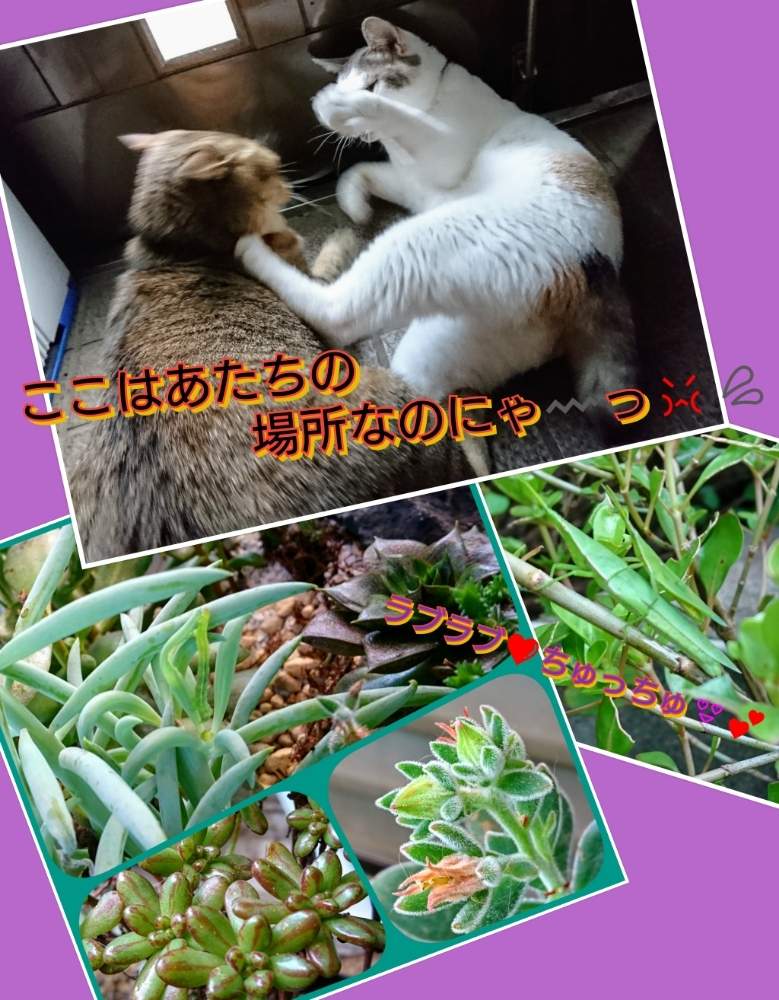 バルコニー/ベランダの画像 by のりっぺさん | バルコニー/ベランダとエケベリア 錦晃星とエケベリア 大和錦とセネシオ 美空の鉾とアエオニウム 小人の祭りとたまと少しずつ秋の気配…とお花♥️咲くかなぁと食べられたぁ(>_<)とタニラーとドゥラちゃんと花のある暮らしと多肉ちゃん初心者と楽しい園芸o(^o^)oとおんぶバッタとバルコニスト