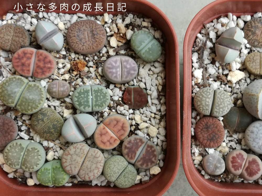 バルコニー/ベランダの画像 by みーさんさん | バルコニー/ベランダとリトープスと多肉植物とリトープス属