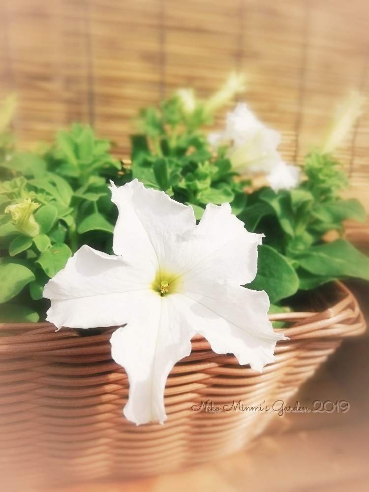 広い庭の画像 by 猫みんみさん | 広い庭とペチュニアとみどりのある暮らしと植物のある暮らしときれいとガーデニング初心者と花のある暮らしと白い花