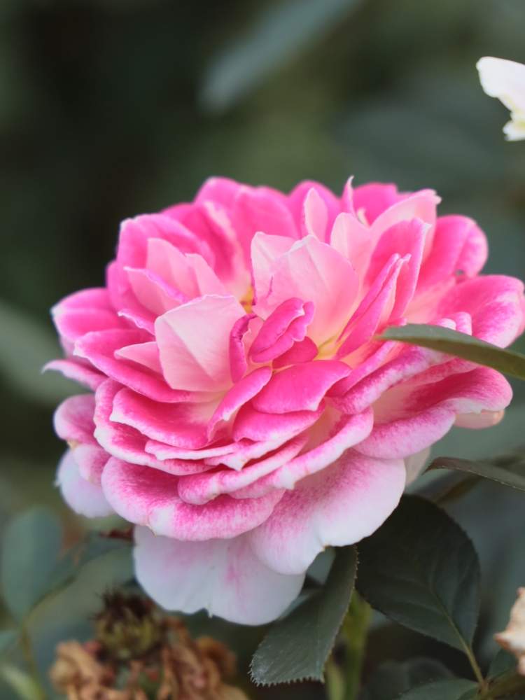 お出かけ先の画像 by quattroさん | お出かけ先とバラ園とバラ特集とばら バラ 薔薇とお写んぽとお写ん歩とGreenSnapmarcheと花のある暮らしとバラ・ミニバラとGREEN UP!とプラスチックスマート