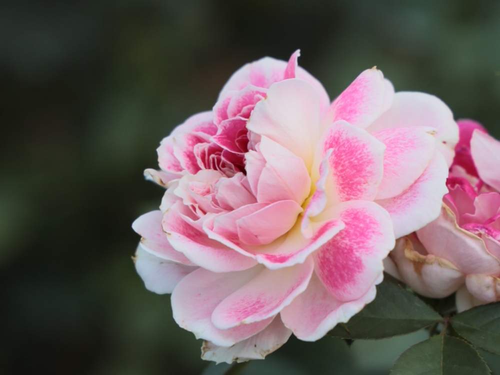 お出かけ先の画像 by quattroさん | お出かけ先とバラ園とバラ特集とばら バラ 薔薇とお写んぽとお写ん歩とGreenSnapmarcheと花のある暮らしとバラ・ミニバラとGREEN UP!とプラスチックスマート