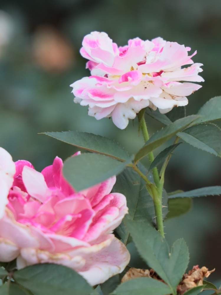お出かけ先の画像 by quattroさん | お出かけ先とバラ園とバラ特集とばら バラ 薔薇とお写んぽとお写ん歩とGreenSnapmarcheと花のある暮らしとバラ・ミニバラとGREEN UP!とプラスチックスマート