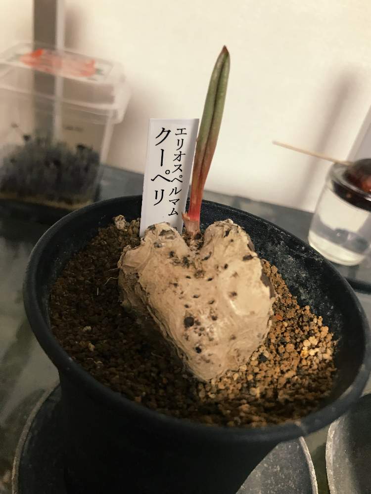 部屋の画像 by ステラータさん | 部屋とエリオスペルマム・クーペリと多肉植物と冬型多肉と植物男子と冬型塊根とエリオスペルマムとカクタス長田