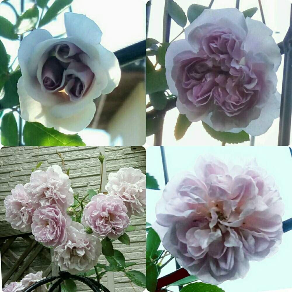 玄関の画像 by ひまわりさん | 玄関とつるバラ レイニーブルーとたのしみ♡とばら バラ 薔薇と薔薇に魅せられてといやされる♡と元気もらえると花のある暮らし