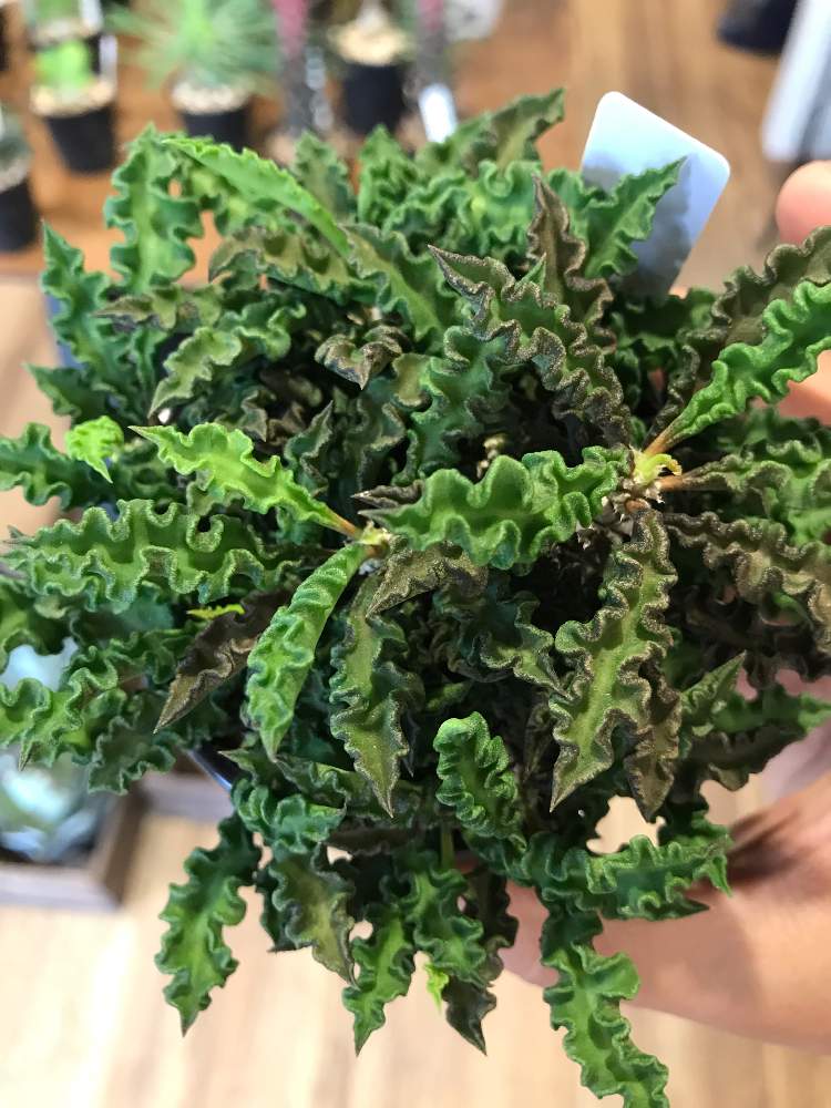 テラスの画像 by ステラさん | テラスとユーフォルビア デカリーと多肉植物と金沢市と塊根植物とユーフォルビアと石川県
