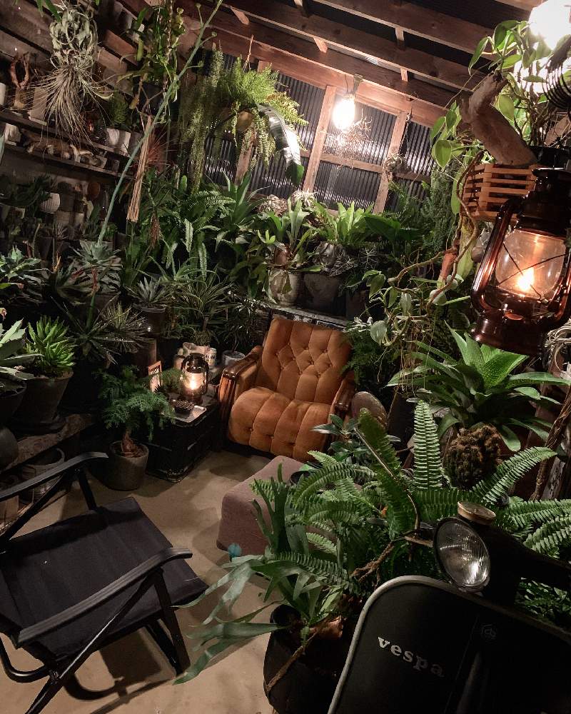 部屋の画像 by Akira831さん | 部屋と多肉植物とアロエ科と コウモリラン と棘物と観葉植物と植物のある暮らしとディッキアとボタニカルライフとブロメリアとフリーセア属と多肉植物のある暮らしと植中毒と多肉植物とサボテンとgreeneryとシダ植物と珍奇植物とLABOとエアプランツとアガベ属と俺の多肉植物