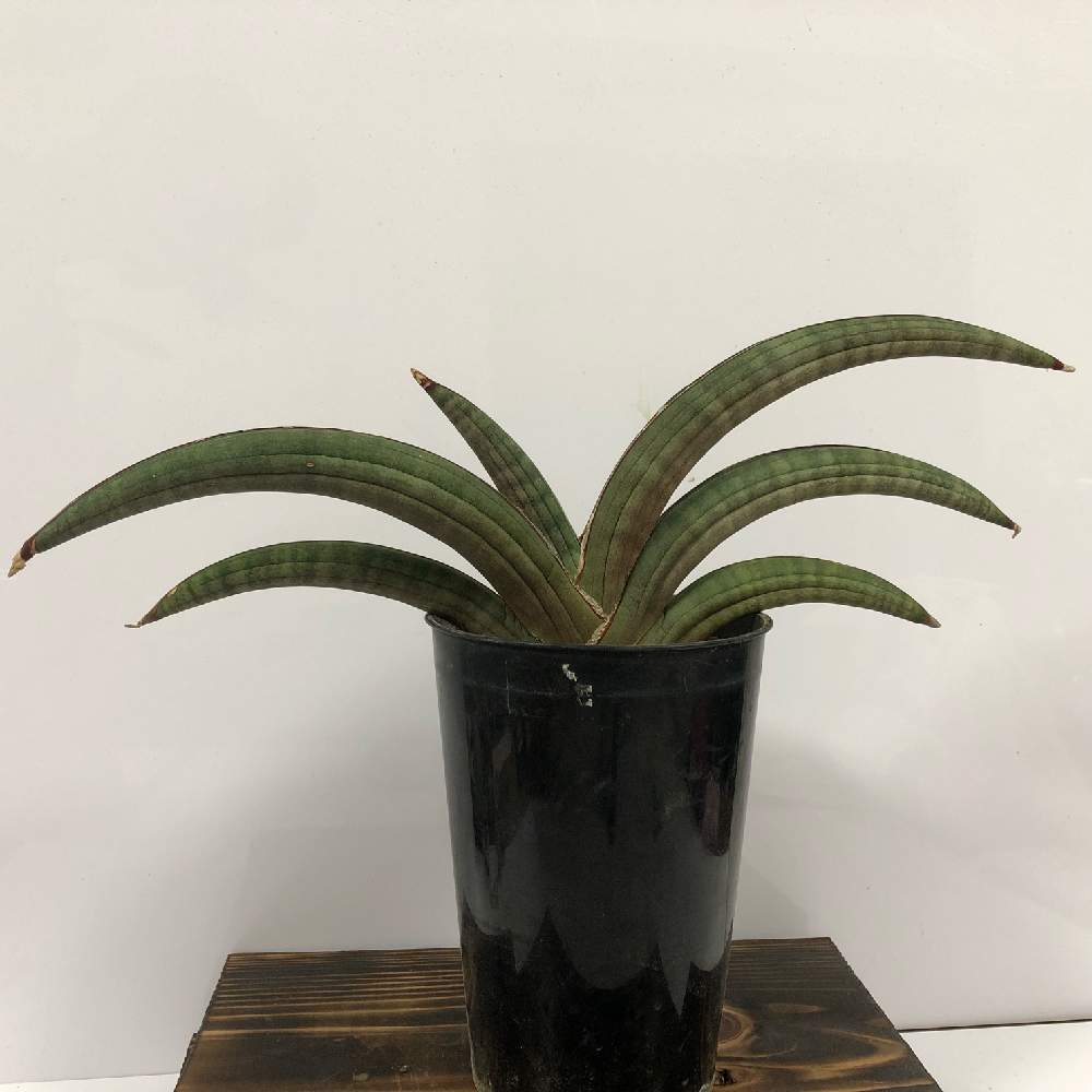 インテリアの画像 by hgp_botanicalさん | インテリアとサンスベリアとサンセべリアとサンスベリア プフィステリと多肉植物とサンスベリア プフィステリーと観葉植物とサンセベリア属とサンスベリア属と観葉植物のある暮らしと珍奇植物とインテリアグリーン