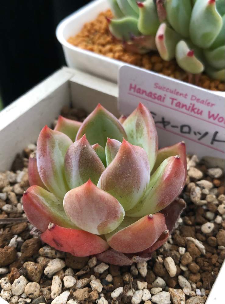 バルコニー/ベランダの画像 by Misakiさん | バルコニー/ベランダとシャーロットと多肉植物とSucculentgardenMisakiと韓国苗に夢中(ㅅ´ ˘ `)♡と水やりと多肉大好きとHanasaiTanikuWorksと多肉が癒しですと花彩追っかけクラブと多肉女子と多肉植物アレンジメントインストラクターと花彩hanasaiと多肉植物の紅葉と千葉タニラー