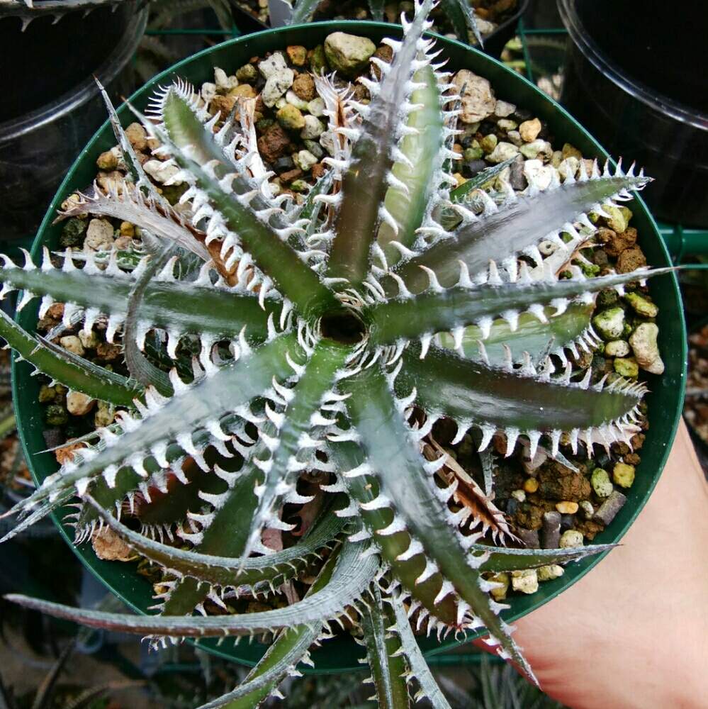 小さな庭の画像 by にんにんさん | 小さな庭とディッキア.とDyckia ‘Tarzan’ x ‘Heaven and Hell’と多肉植物とみどりのある暮らしとトゲトゲと観葉植物とディッキアとディッキア属とQdyckiaとブロメリアと植中毒と日光浴とタニラーと子株とトゲトゲのある暮らしと珍奇植物とGREEN UP!とDyckia